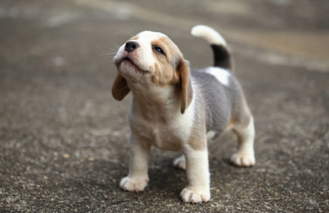 Beagle puppy is learning the world in first time